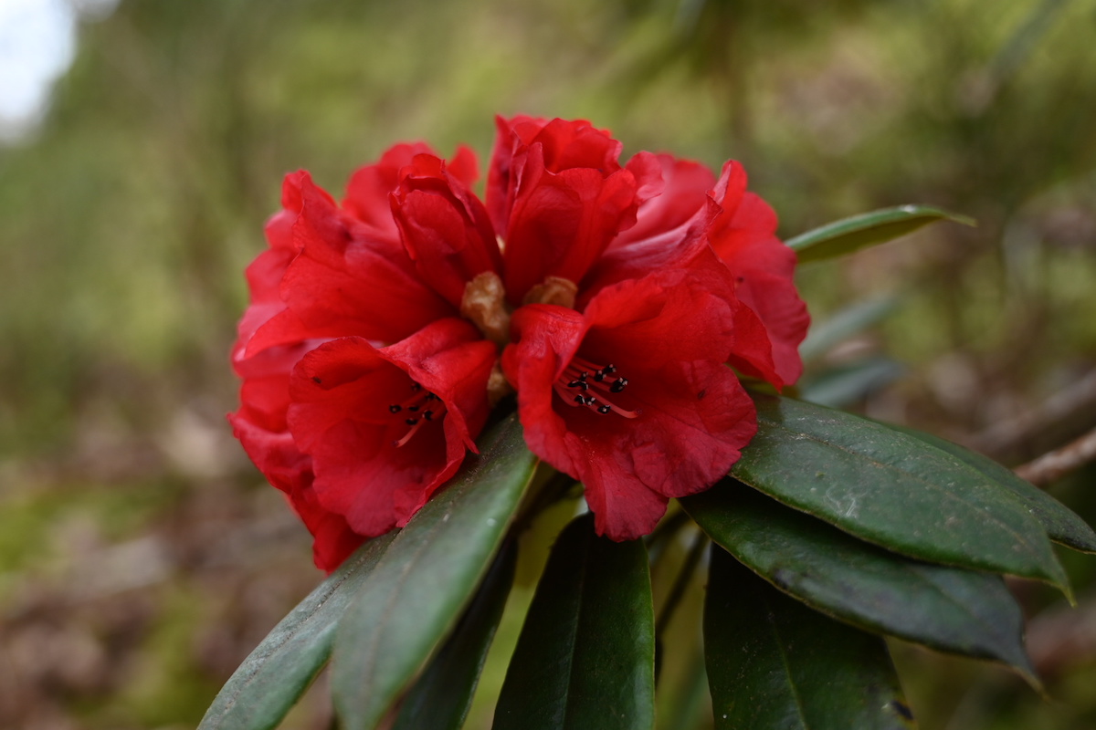 R. ochraceum